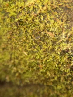 Blepharostoma arachnoideum thumbnail 4