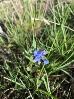 Shortstyle Bluebells thumbnail 4