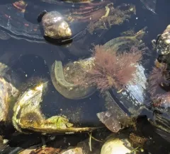 Rock Eel thumbnail 1