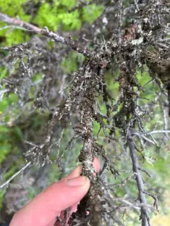 Brown-eyed Camouflage Lichen thumbnail 2
