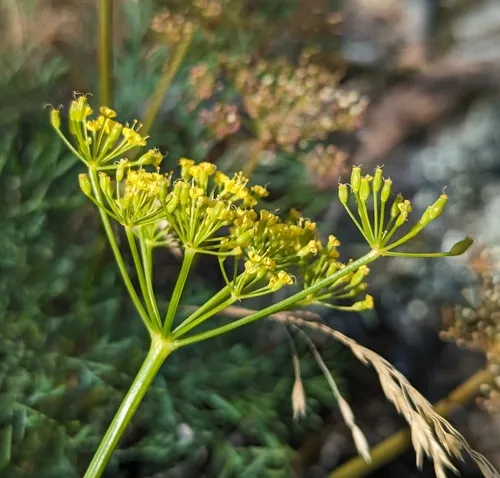 Smooth Lomatium