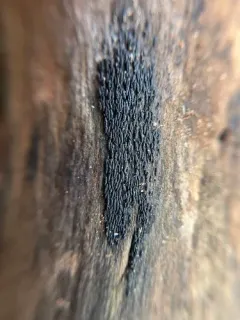 Hysterium angustatum thumbnail 2