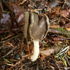 Helvella compressa thumbnail 4