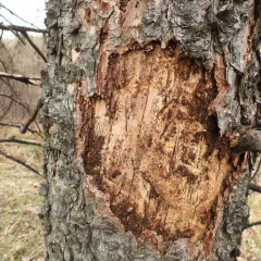 Spruce Bark Beetle thumbnail 3