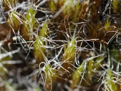 Heath Star-moss thumbnail 2