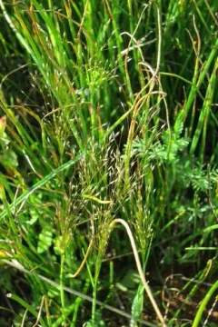 elegant hair grass thumbnail 1
