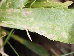 Coleophora vancouverensis thumbnail 4