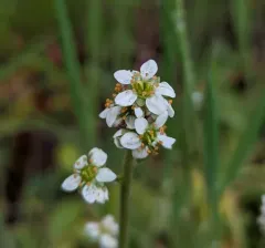 Oregon Saxifrage thumbnail 2