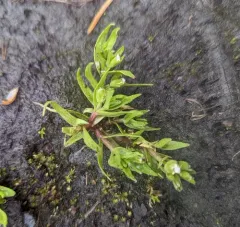 bractless hedge-hyssop thumbnail 4
