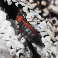 Endeodes collaris thumbnail 2