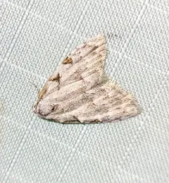 Three-spotted Nola Moth thumbnail 3
