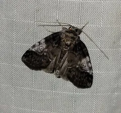 Pale Baileya Moth thumbnail 2