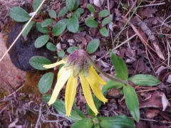 Lessing's Arnica thumbnail 1