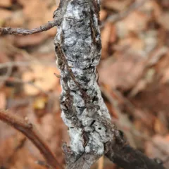 Trichothecium roseum thumbnail 4