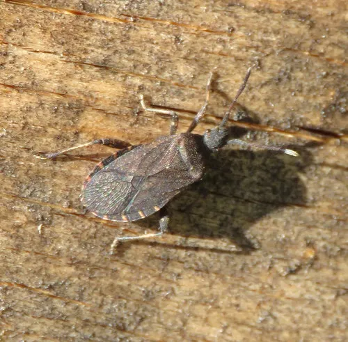 Ceraleptus denticulatus