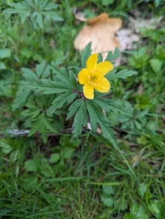Yellow Anemone thumbnail 4