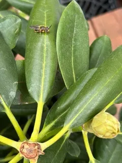American Golden Longhorn thumbnail 4
