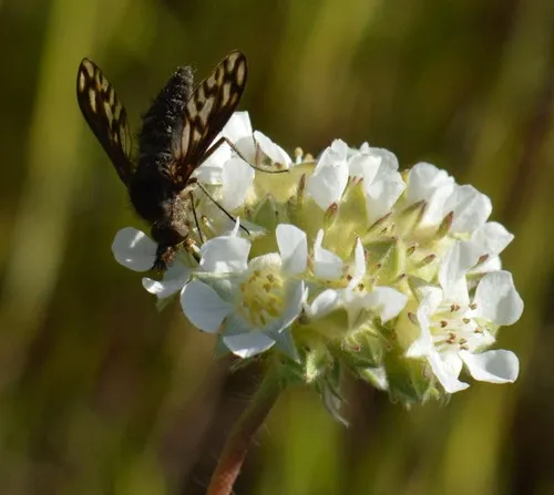 Cone-snout Bee Fly