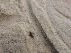 Orygma luctuosum thumbnail 2