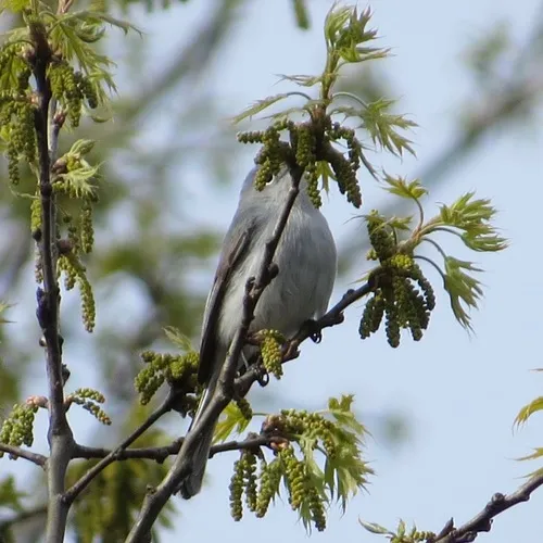 Blue-gray Gnatcatcher