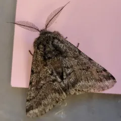 Stout Spanworm Moth thumbnail 4