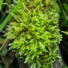 Rough-stalked Feather-moss thumbnail 4