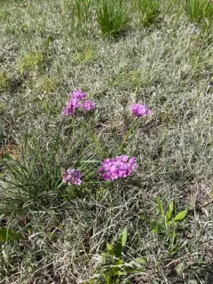 Plains Onion thumbnail 3