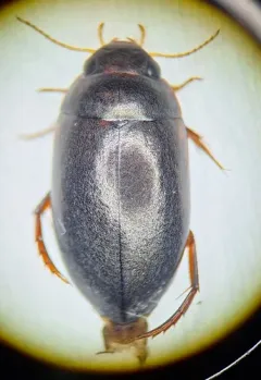 Agabus anthracinus thumbnail 3