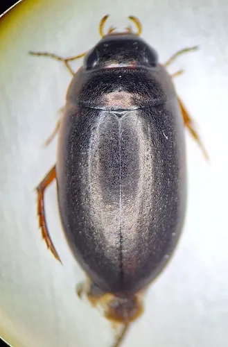 Agabus strigulosus
