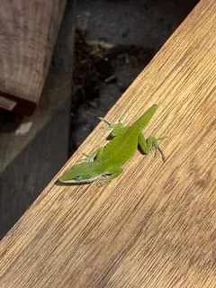 Green Anole thumbnail 2