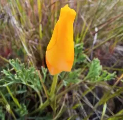 Tufted Poppy thumbnail 3