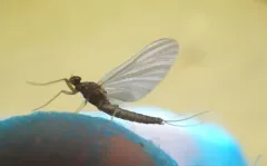 angler's prong-gilled mayfly thumbnail 3