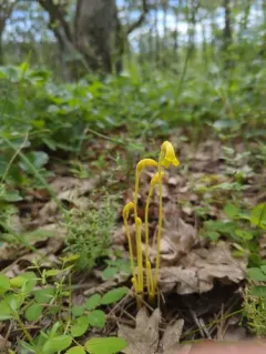 Galium broomrape thumbnail 2