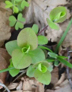 creeping phlox thumbnail 3