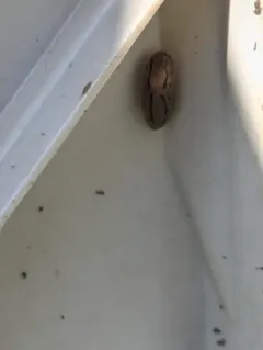 Striped Greenhouse Slug thumbnail 3