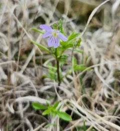 American field pansy thumbnail 3