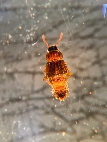 Pseudopsis sagitta