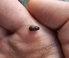 Aphodius pedellus thumbnail 2
