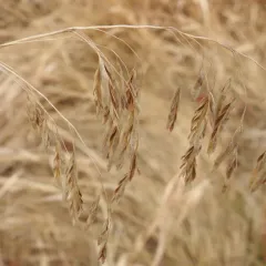 Fringed Brome thumbnail 4