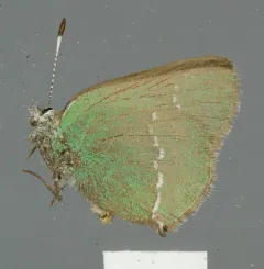 Sheridan's Hairstreak thumbnail 2