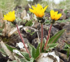 serrated balsamroot thumbnail 2