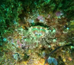 Heart Crab thumbnail 4