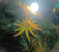 Morning sun star thumbnail 4