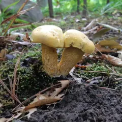 Ornate-stalked bolete thumbnail 4