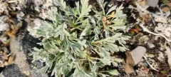 Fernleaf False Candytuft thumbnail 3