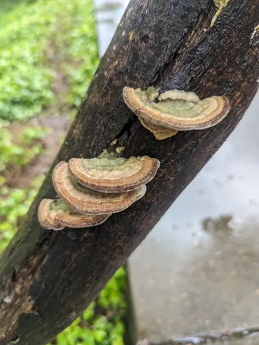 Trametes polyzona