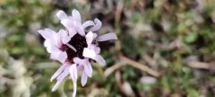 Boreal Fleabane thumbnail 2