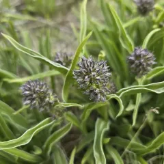 whitestem frasera thumbnail 4