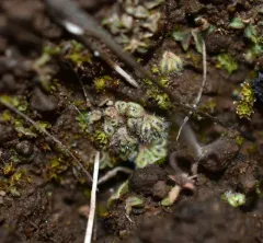 Hairy Crystalwort thumbnail 4