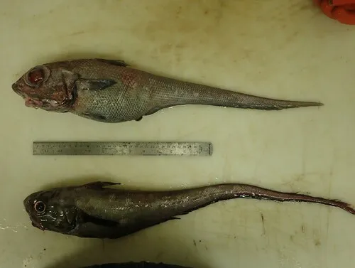 Roundnose Grenadier
